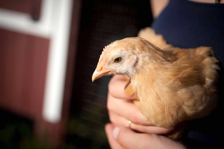 As more Vermonters raise backyard chickens, health officials explain how to minimize health risks