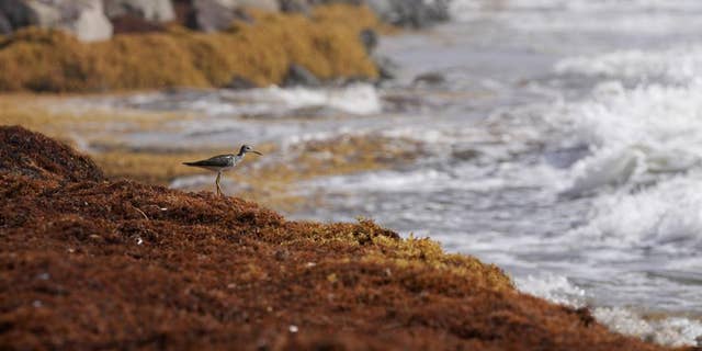 A bird stands on seaweed covering the Atlantic coast in Frigate Bay, St. Kitts and Nevis, Wednesday, Aug. 3, 2022. Israeli scientists reported on their "seaweed aquaculture" study in the journal Marine Drugs. 
